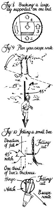 
Study the tree as you're walking toward it. Try to estimate its center of gravity, its direction of lean, and which side is most heavily weighted with branches.
